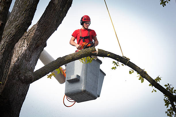  Pleasanton, TX Tree Removal Pros