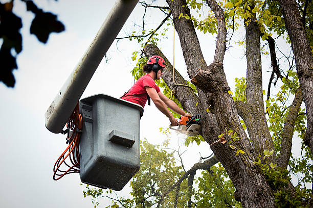 Trusted Pleasanton, TX Tree Removal Experts