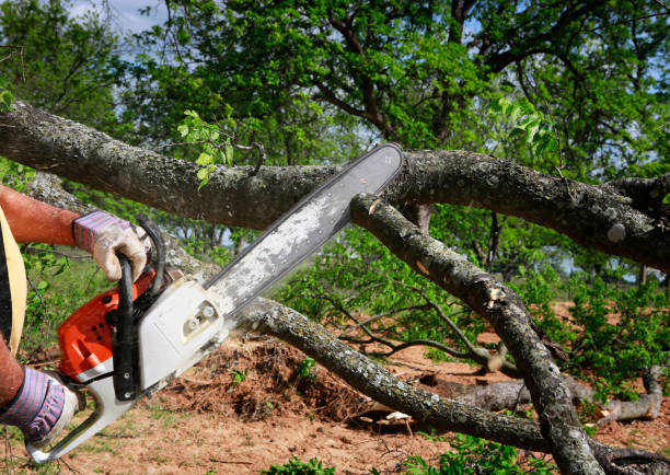 Best Stump Grinding and Removal  in Pleasanton, TX