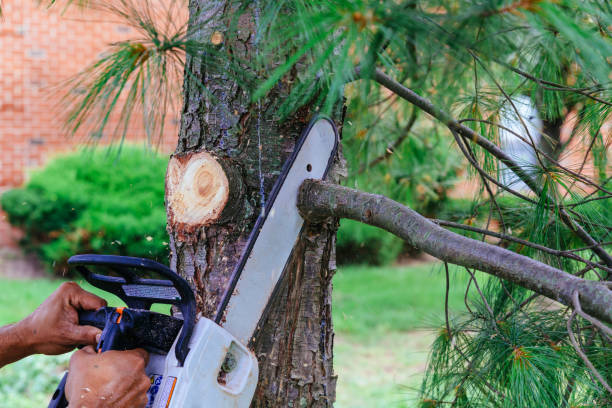 Best Fruit Tree Pruning  in Pleasanton, TX